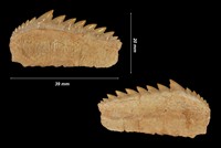 Hexanchus microdon